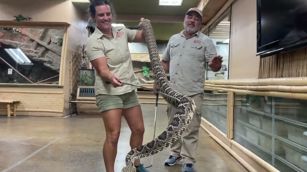 Handling a Venomous Snake for the First Time😳😅