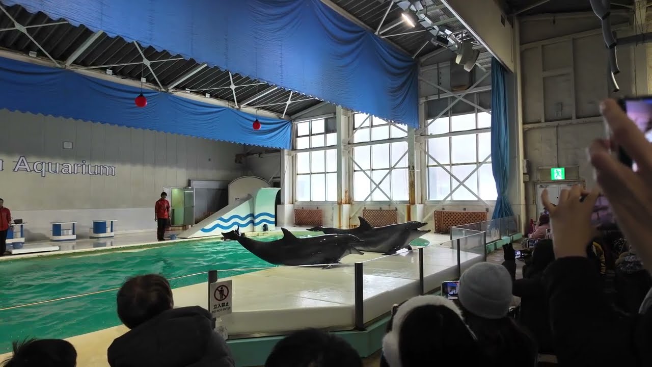 Dolphin Show @ Otaru Aquarium, Hokkaido (Full Show)