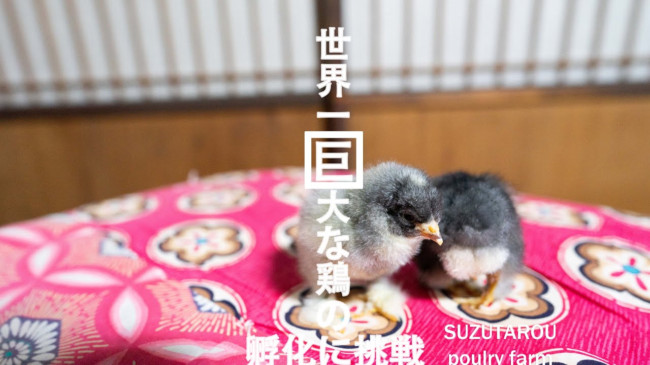 17【ひよこ育雛】ヤフオクで世界一巨大な鶏（ブラマ）の卵を購入、孵化までの21日間の生活！