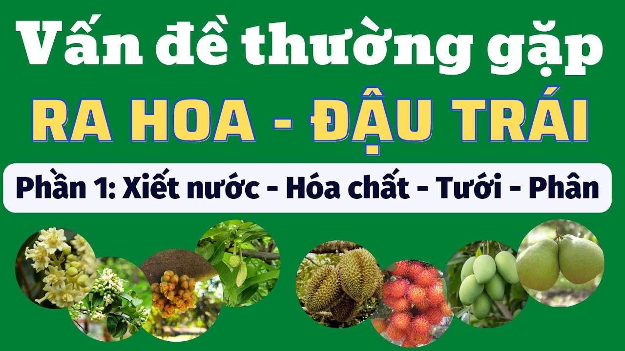 Các vấn đề thường gặp sau xử lý ra hoa: Ra hoa đến đậu trái | Phần 1: Mưa - Hóa chất - Tưới - Phân