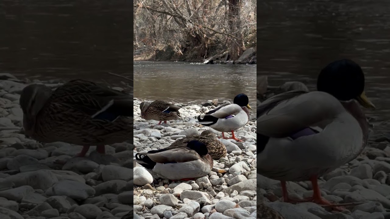 Provo River, UT 🇺🇸🦆 🌎  #travel #nature #adventure #feral #domestic #river