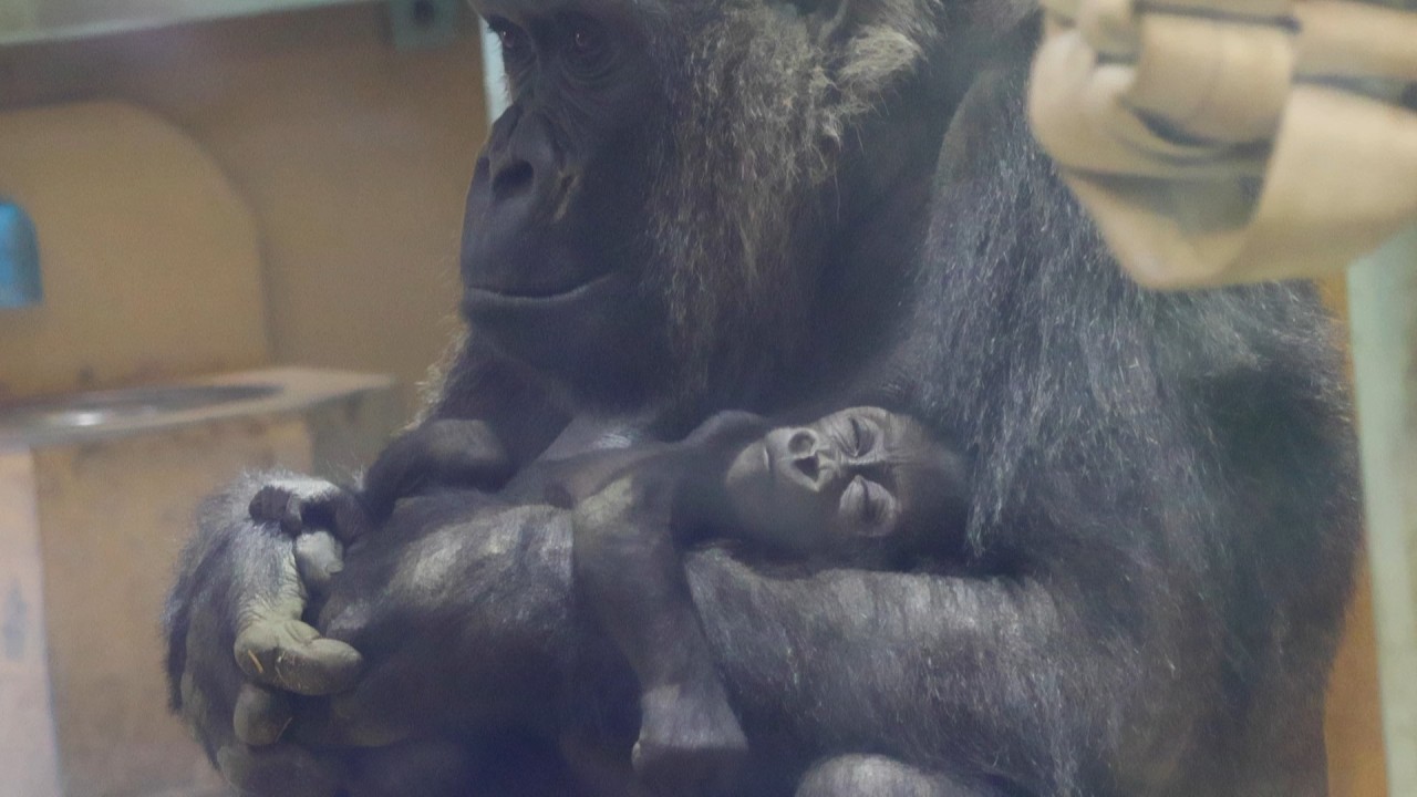赤ちゃんの寝る姿勢が変わった？もしかすると、、、｜京都市動物園｜撮影日2026.3.10｜【きょうのゴリラ】