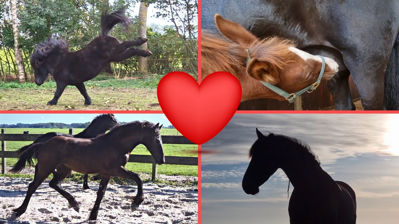 I had a bad feeling about weaning Rising Star⭐. We see Uniek's 2022 foal!! Part 5 | Friesian Horses