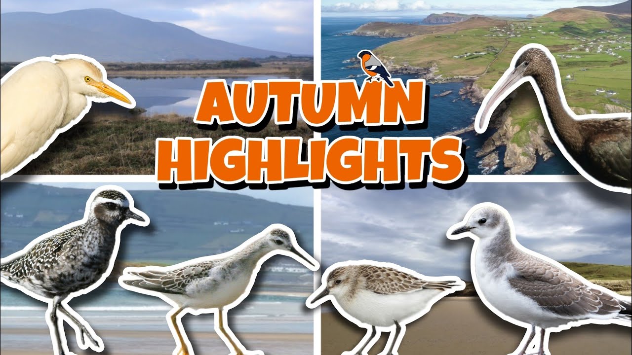 My Highlights of Birding in Autumn in Kerry 2025 !