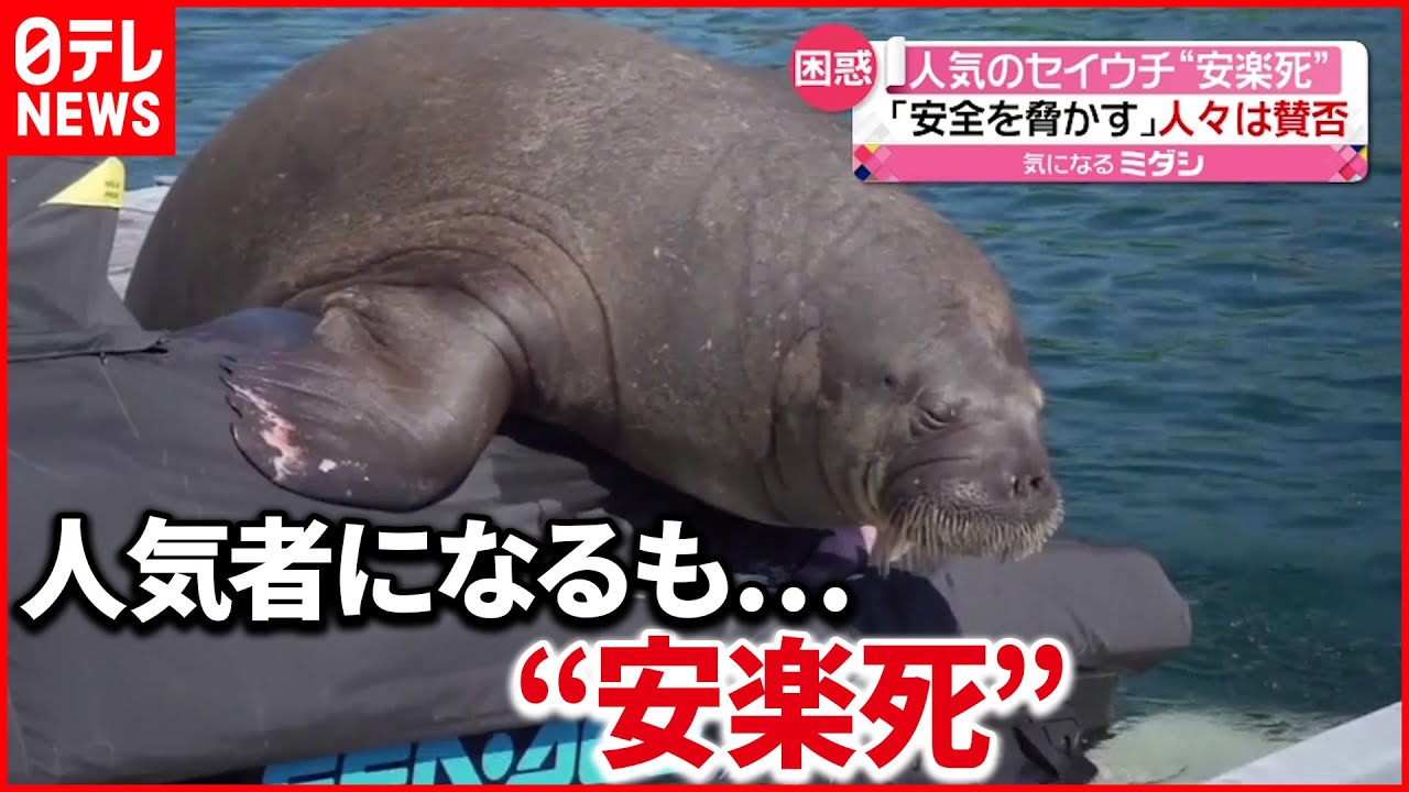 【人気のセイウチ“安楽死”】港に現れ…かわいらしい姿で人気者になるも…  ノルウェー