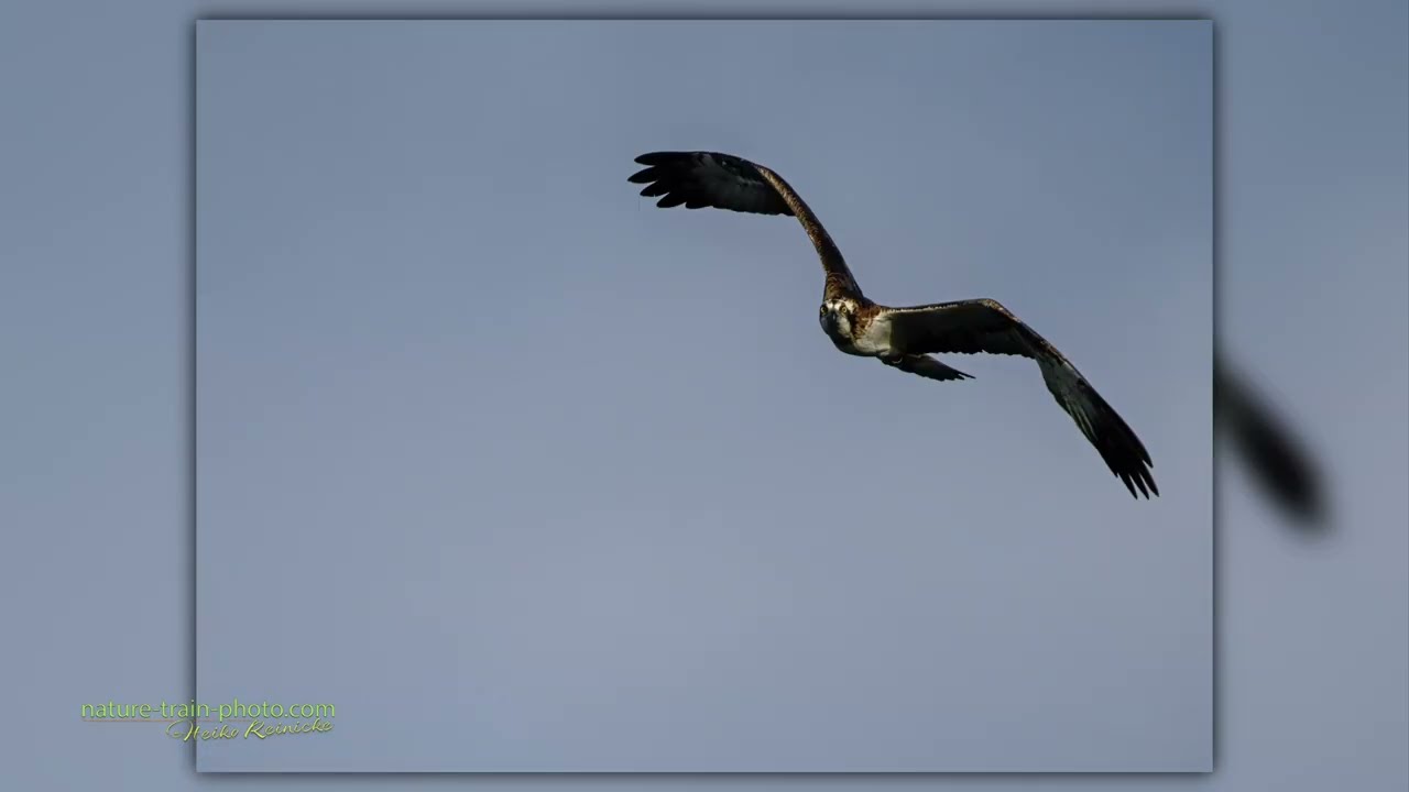 Seeadler, Fischadler, Gänsesäger, Zilpzalp und Reiher am Plauer See Tag 2