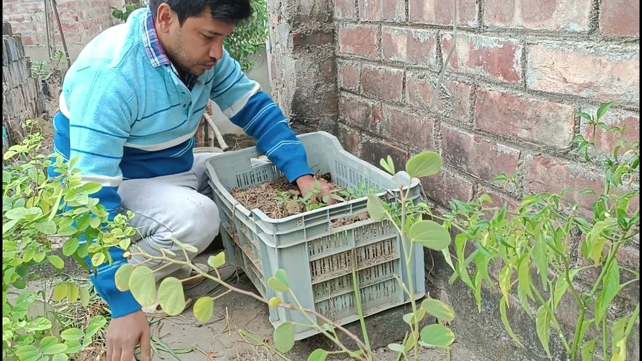 I picked coriander leaves. I grew tomatoes on the roof.#tarracegarden #gardening #urbanfarming 