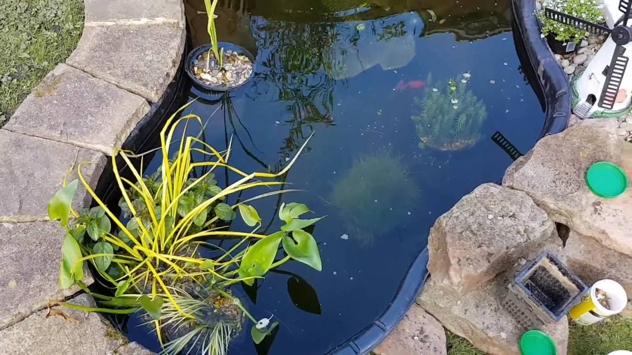 My New Blagdon 750 Goldfish Pond Part 2