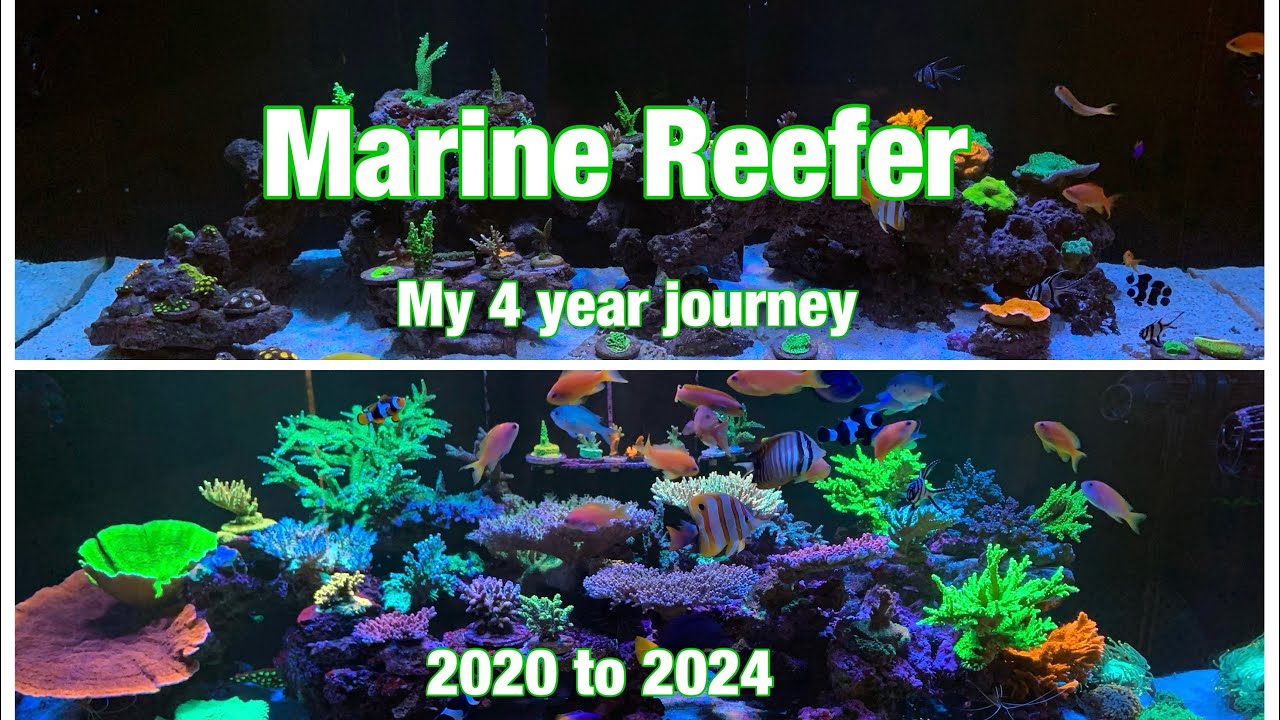 Red Sea Reefer 525 My 4 year journey