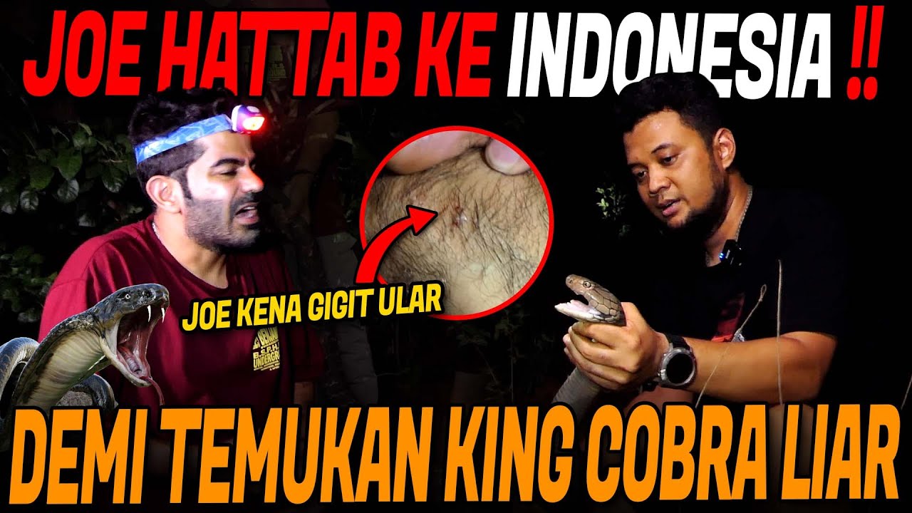 JOE HATTAB KE INDONESIA DEMI TEMUKAN KING COBRA LIAR PENGHUNI HUTAN RIMBA