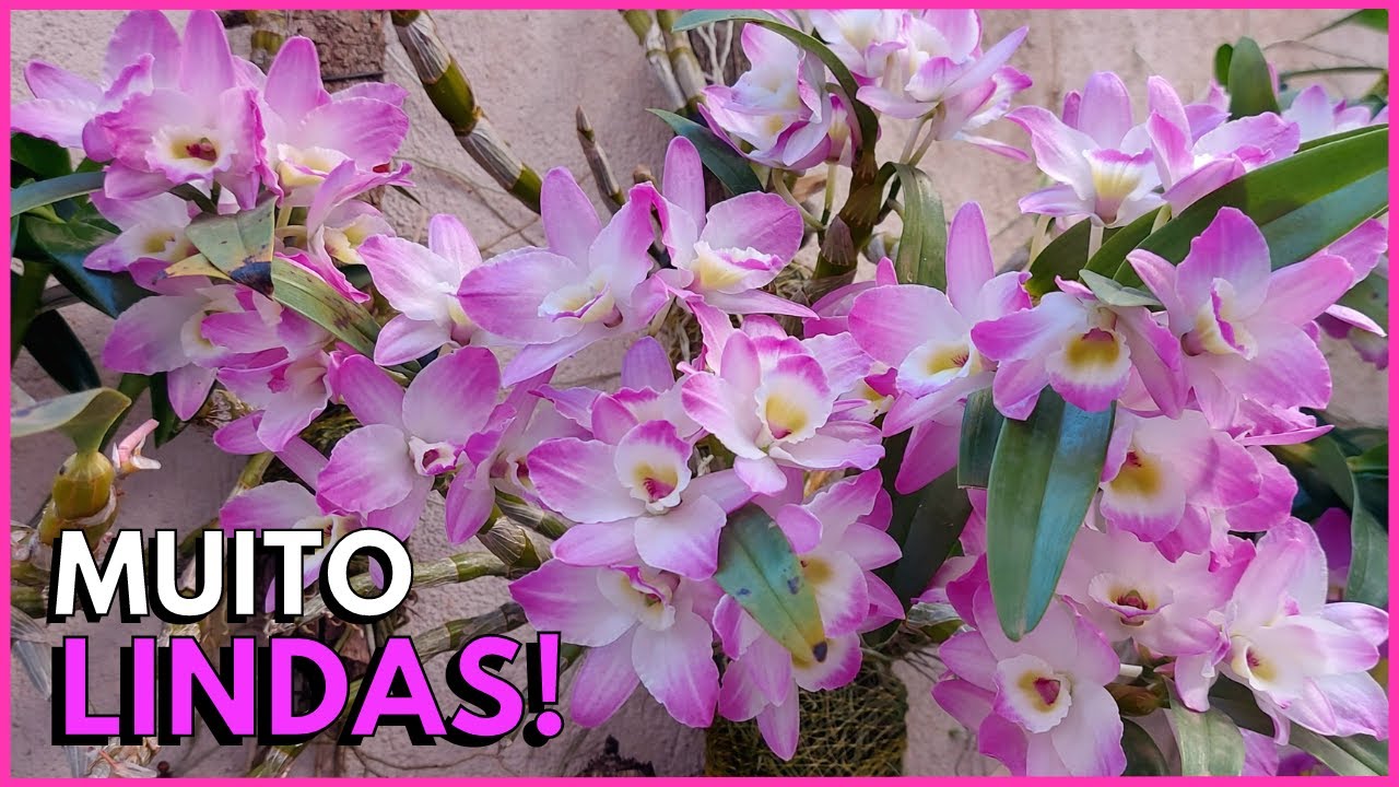 A EXUBERANTE FLORAÇÃO DA MINHA PAREDE DE DENDROBIUM NOBILE 🥰