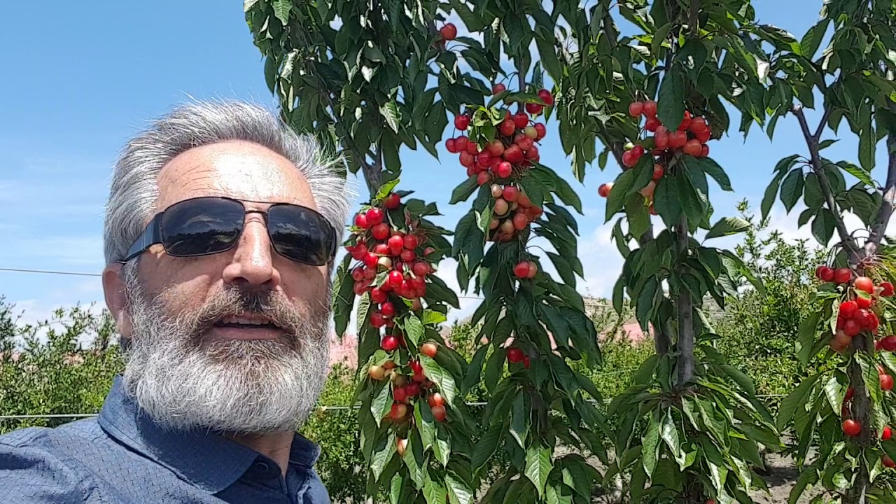 Il ciliegio low Chilling: una nuova opportunit&agrave; di reddito per le zone costiere meridionali!
