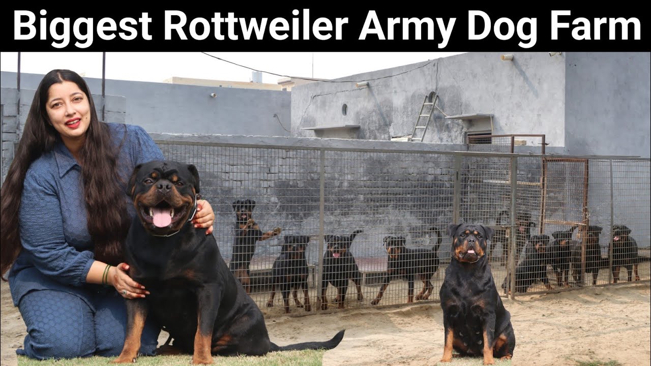 सबसे बड़ा Rottweiler Dog Farm | India's Best Rottweiler Kennel | Elite Rottweiler