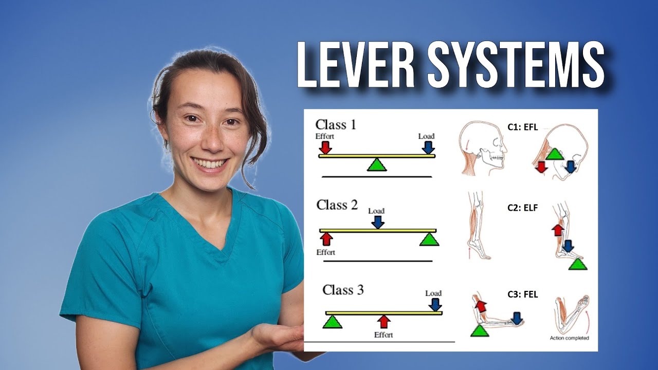 Class I, II, III Levers | Physical Therapy, ATC, and Student Breakdown