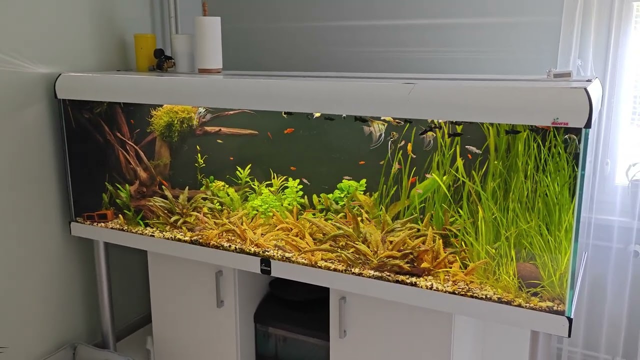 103. Akwarium 720l. Filtr SunSun HW-5000 czyli tani, bardzo mocny kubeł po awarii pompy Fluval fx6.