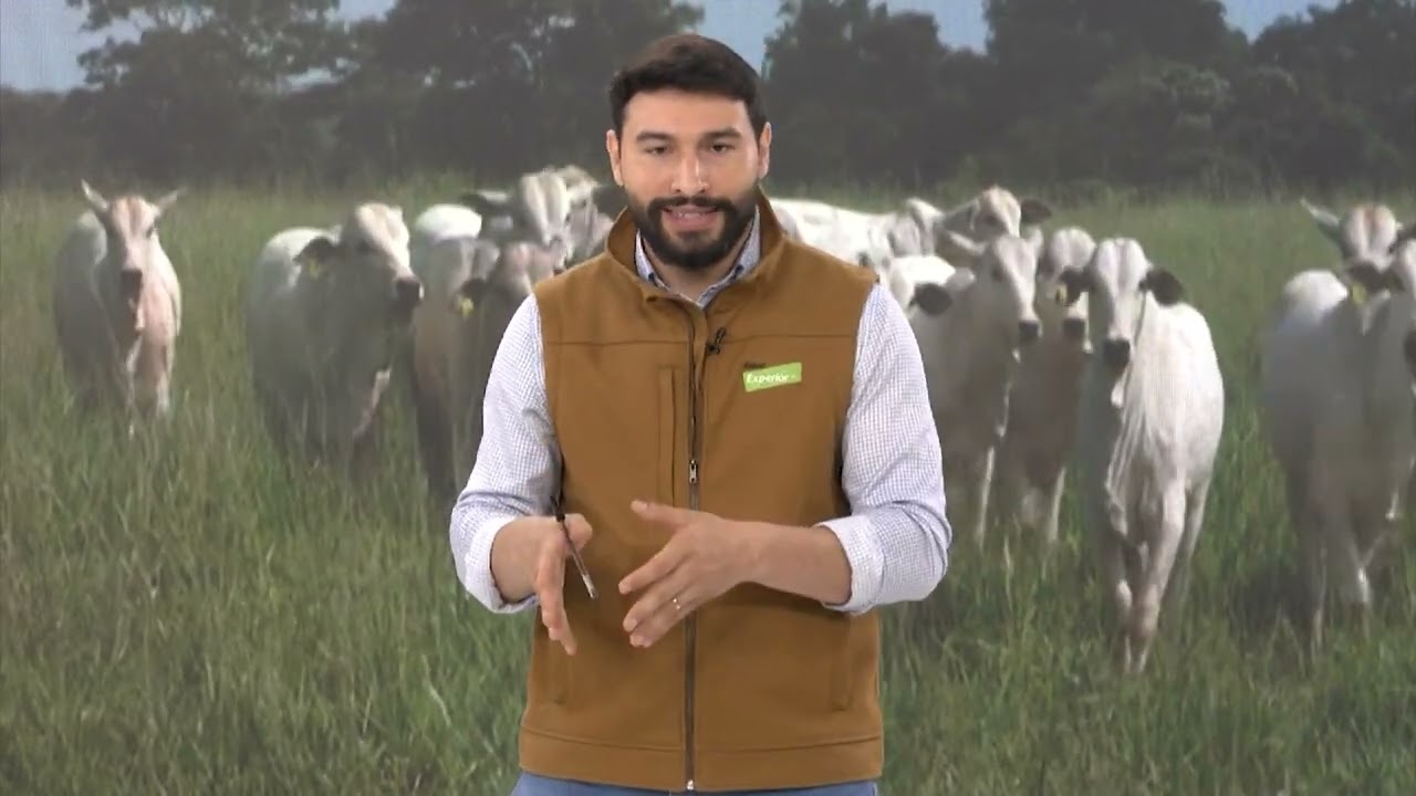PASTO NA SECA: ESPECIALISTA ENSINA A ALTURA IDEAL PARA INICIAR O DIFERIMENTO