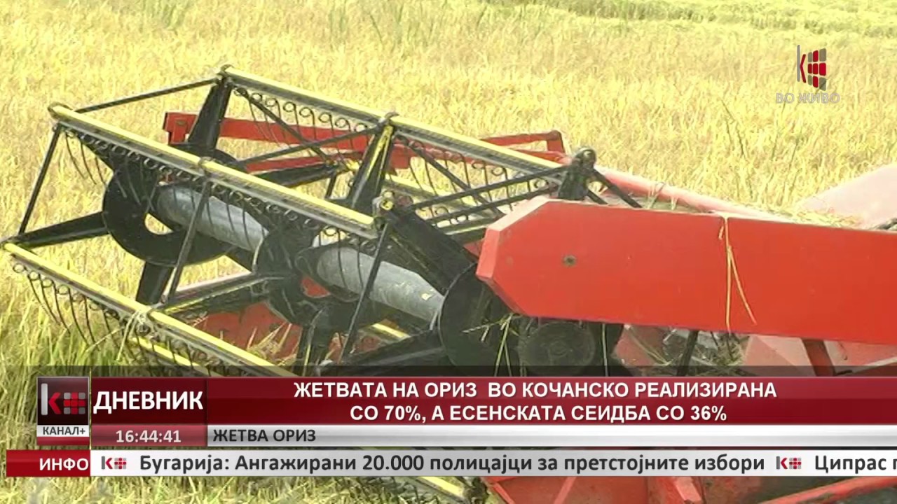 ЖЕТВАТА НА ОРИЗ ВО КОЧАНСКО РЕАЛИЗИРАНА СО 70%, А ЕСЕНСКАТА СЕИДБА СО 36%