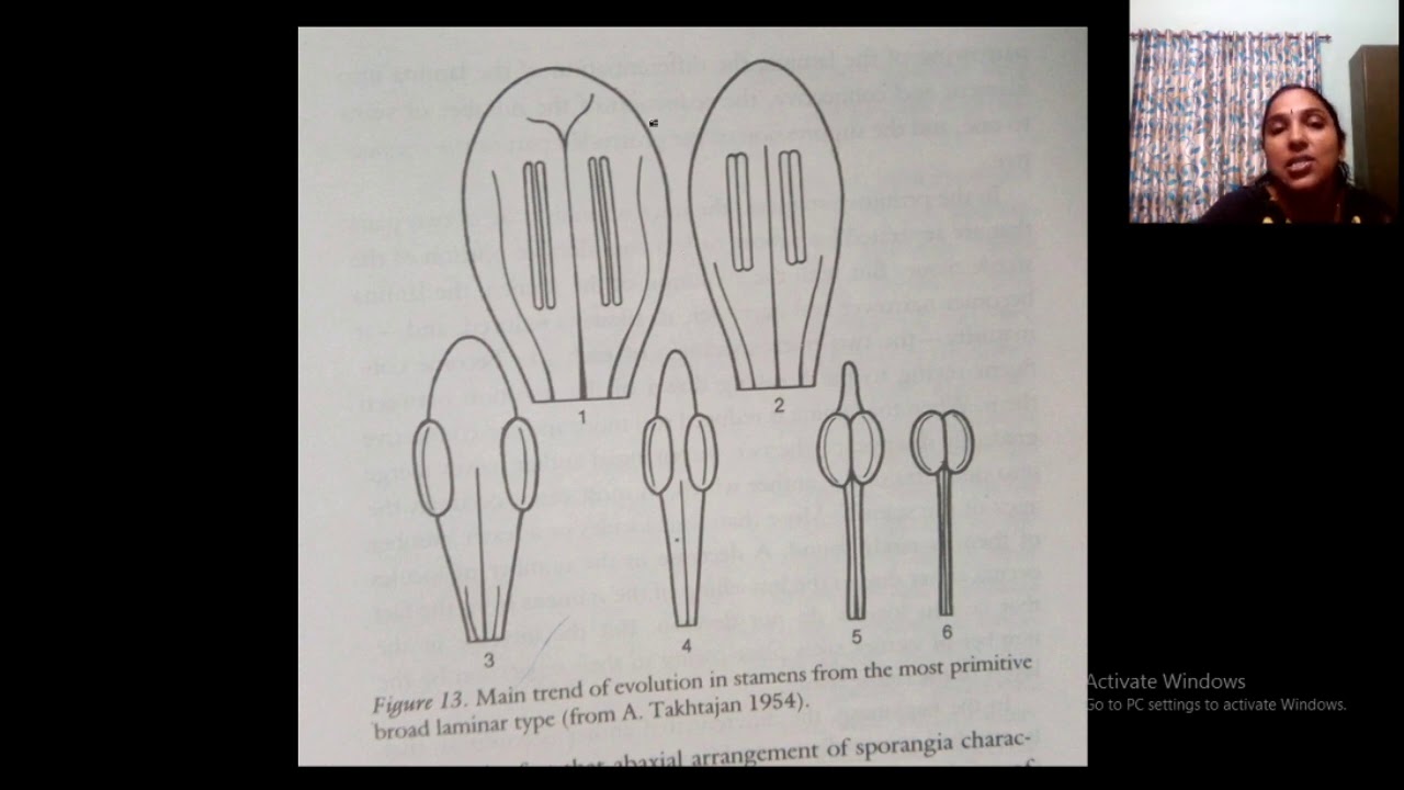 evolution Of stamens