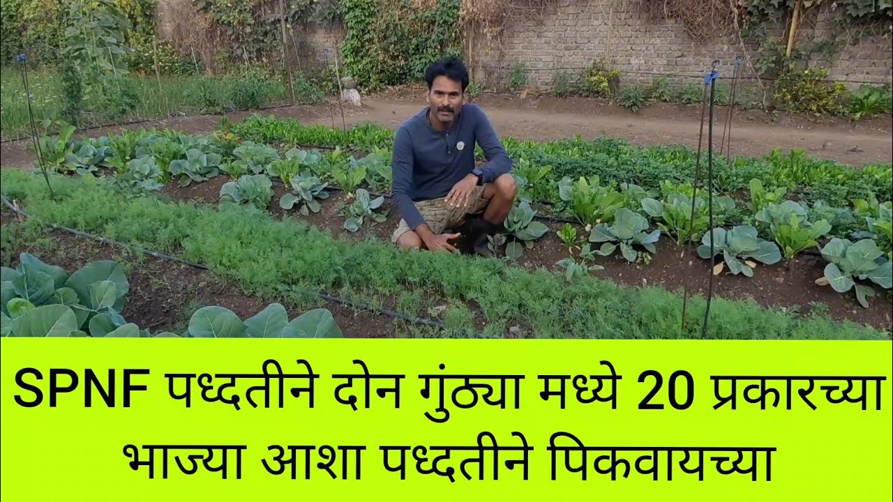 SPK पध्दतीने दोन गुंठ्या मध्ये 20 प्रकारचे भाज्या पिकवायचे(@ashishvidhate2366)#spk#youtube