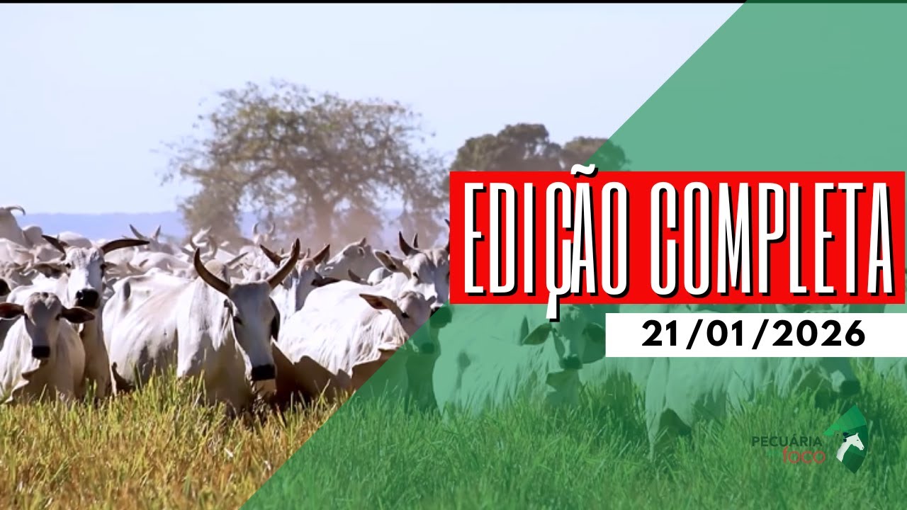 PECUÁRIA EM FOCO - EDIÇÃO COMPLETA - 21/01/2026