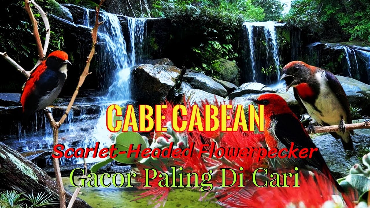 MASTERAN KEMADE GACOR SUPER PEDAS | CABE CABEAN GACOR FULL ISIAN TEMBAKAN MEWAH