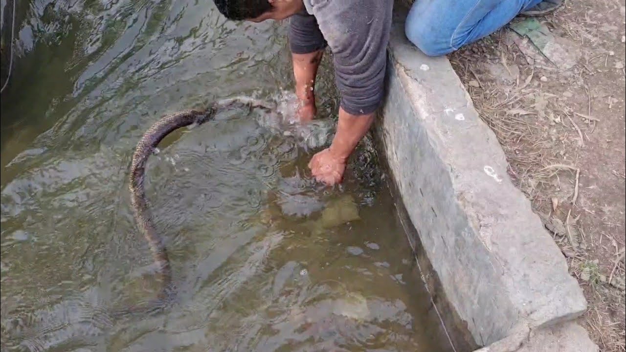 صيد كوبرا غشيمة بعد هروبها اول مرة واتعبتنى جدا وكاد السم ان يدخل فى عينى مع احمد الدكرونى