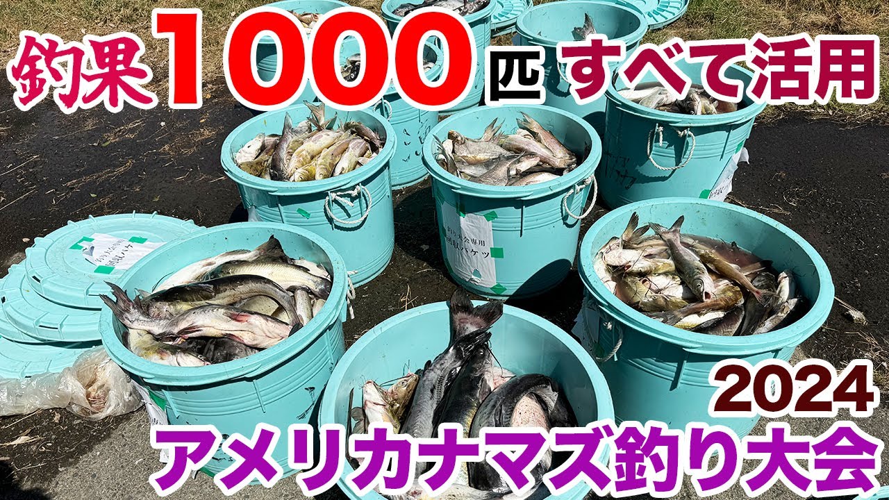 釣果1000匹全て活用！アメリカナマズ釣り大会2024