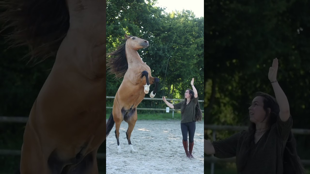 Mon beau X&eacute;qu&eacute; au cabr&eacute; tourn&eacute; #cheval #horse #animaux #horseshow #libert&eacute; #liberty