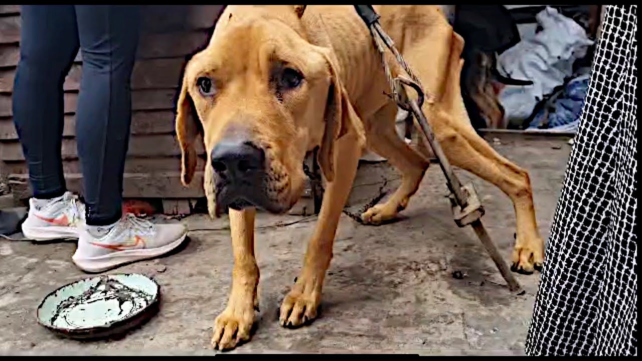 Emaciated Dog Needs a Second Chance!