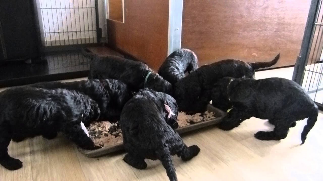 130911 Puppies grote poedel Tinka