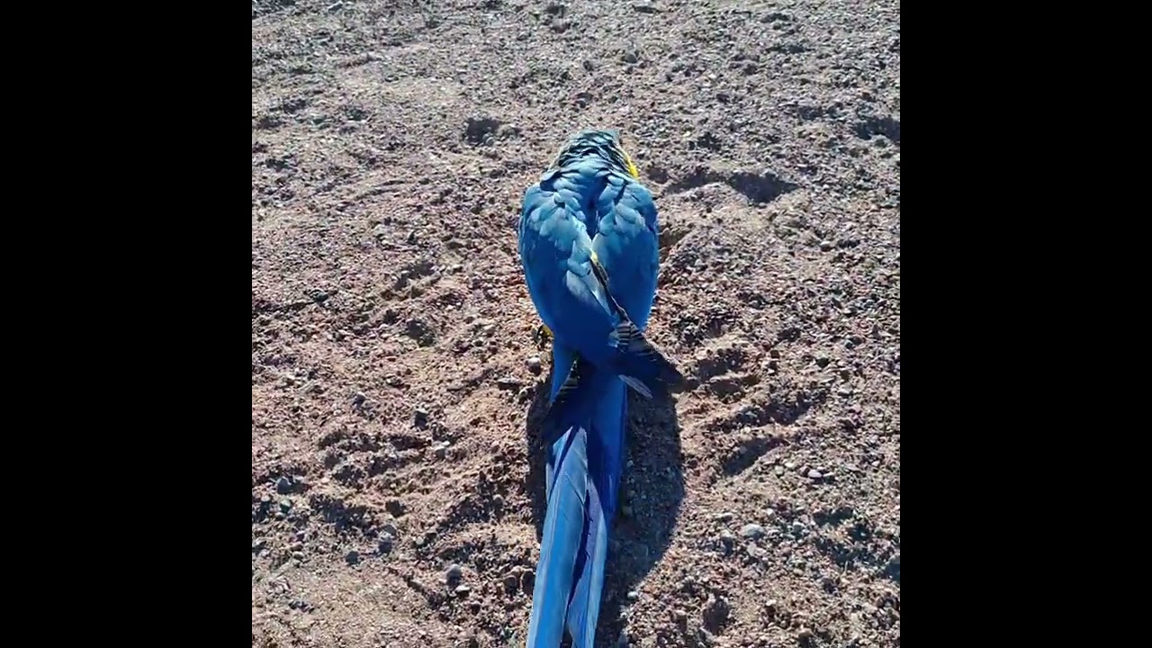 En tung dag när vi fick ta farväl av våran hund Oscar 😔♥️🐕🦜🦜🦜