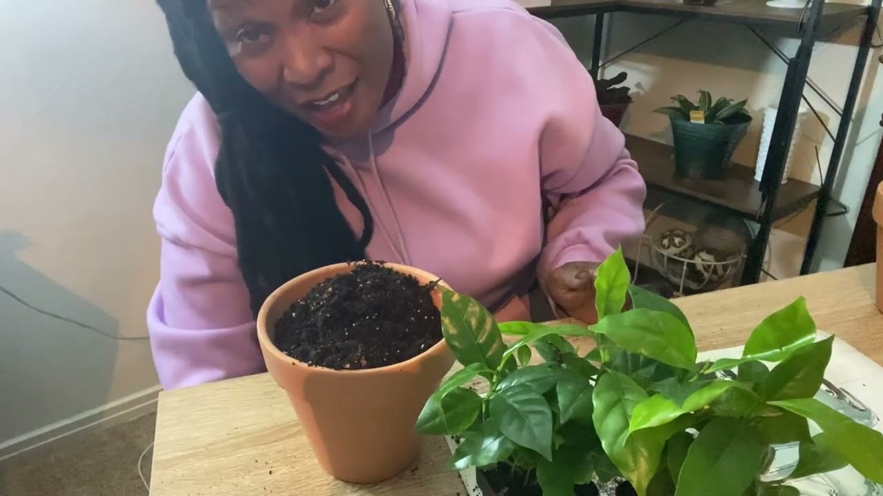 Пересадка кофейных зерен / Посадка рассады лука / Новости сада ☕️ 🥦🥬🥕🫜🧅🧅❤️🙂💚