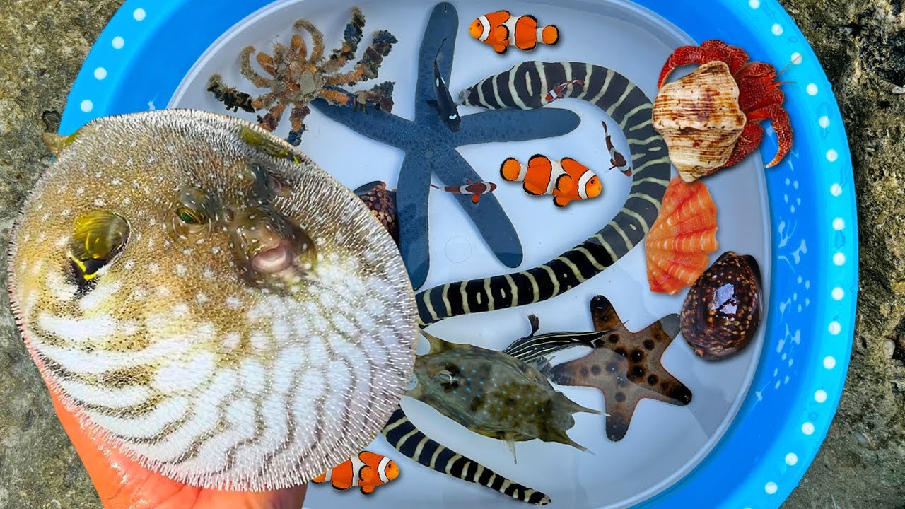 Tangkap ikan buntal dan belut, kelomang, siput, keong, ikan hias, ikan nemo, bintang laut, kerang