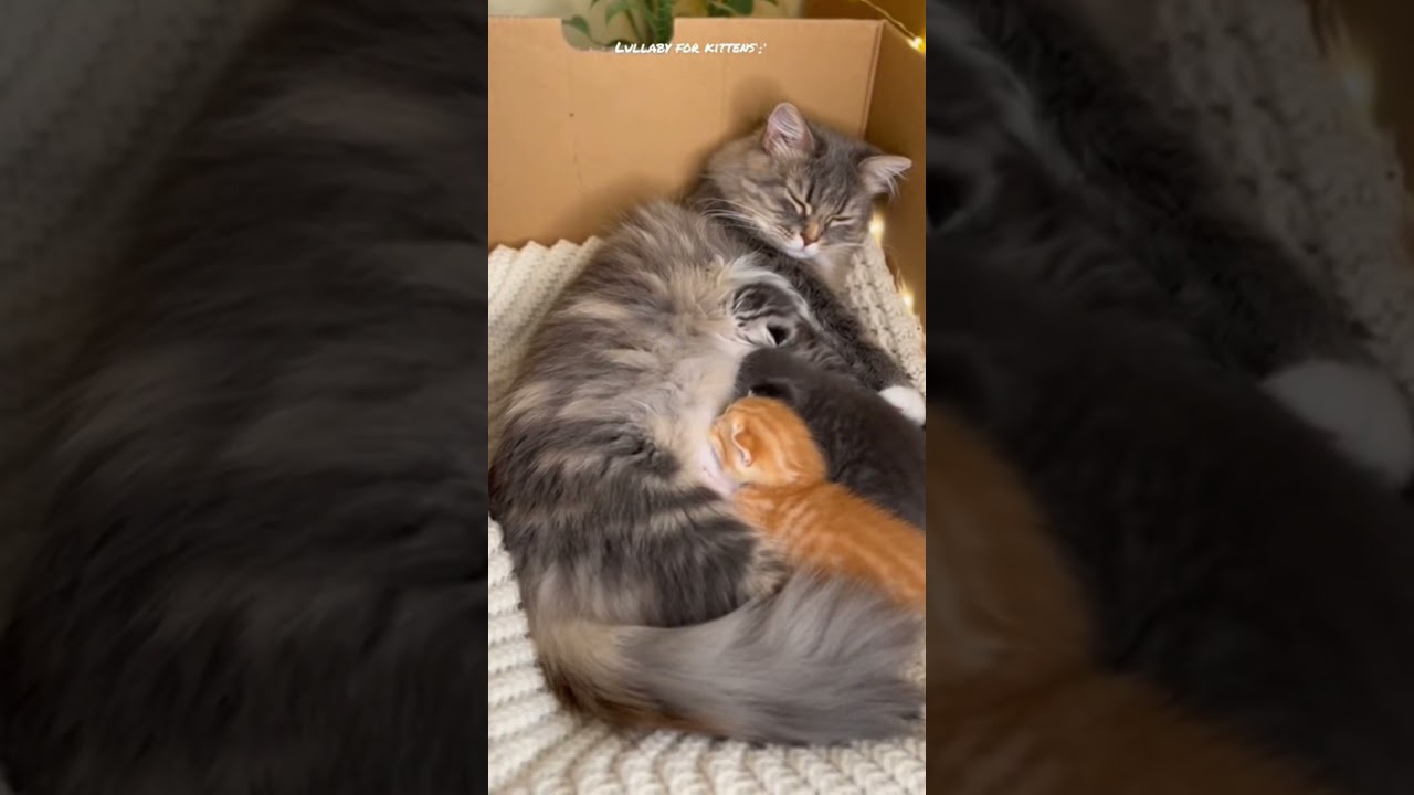 This Cat Knows How to Chill 😎#ChillCat #CuteShorts #CatsOfYouTube