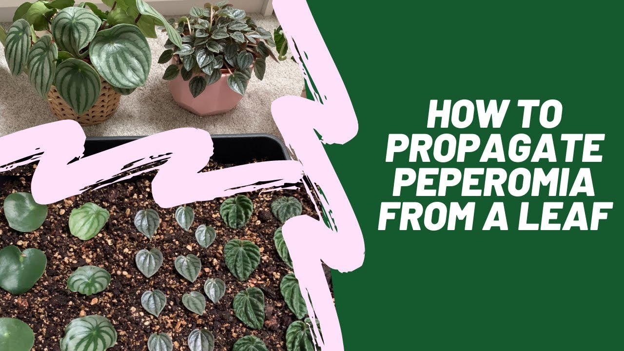 How to Propagate Peperomia from a Leaf