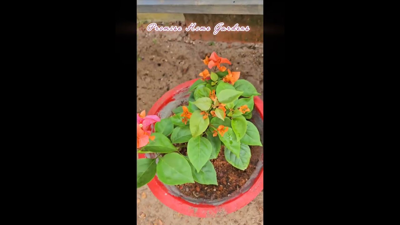 നിങ്ങൾക്കും ഒരു അടിപൊളി ബോഗൻവില്ല ഗാർഡൻ 