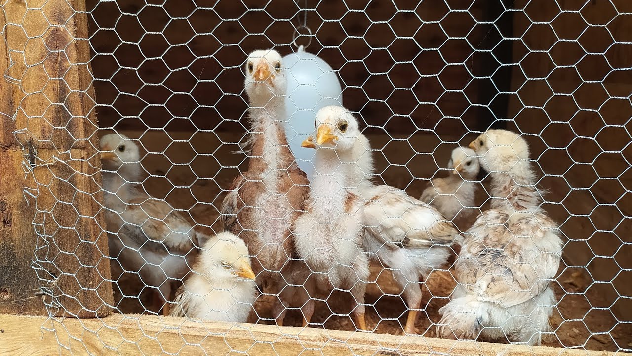Pintinhos Índio gigante com 1 mês de vida