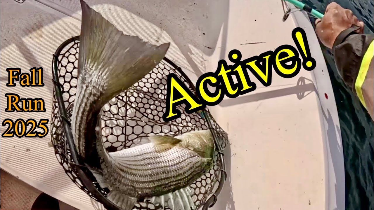 Active day of fall striper fishing on boat 2025