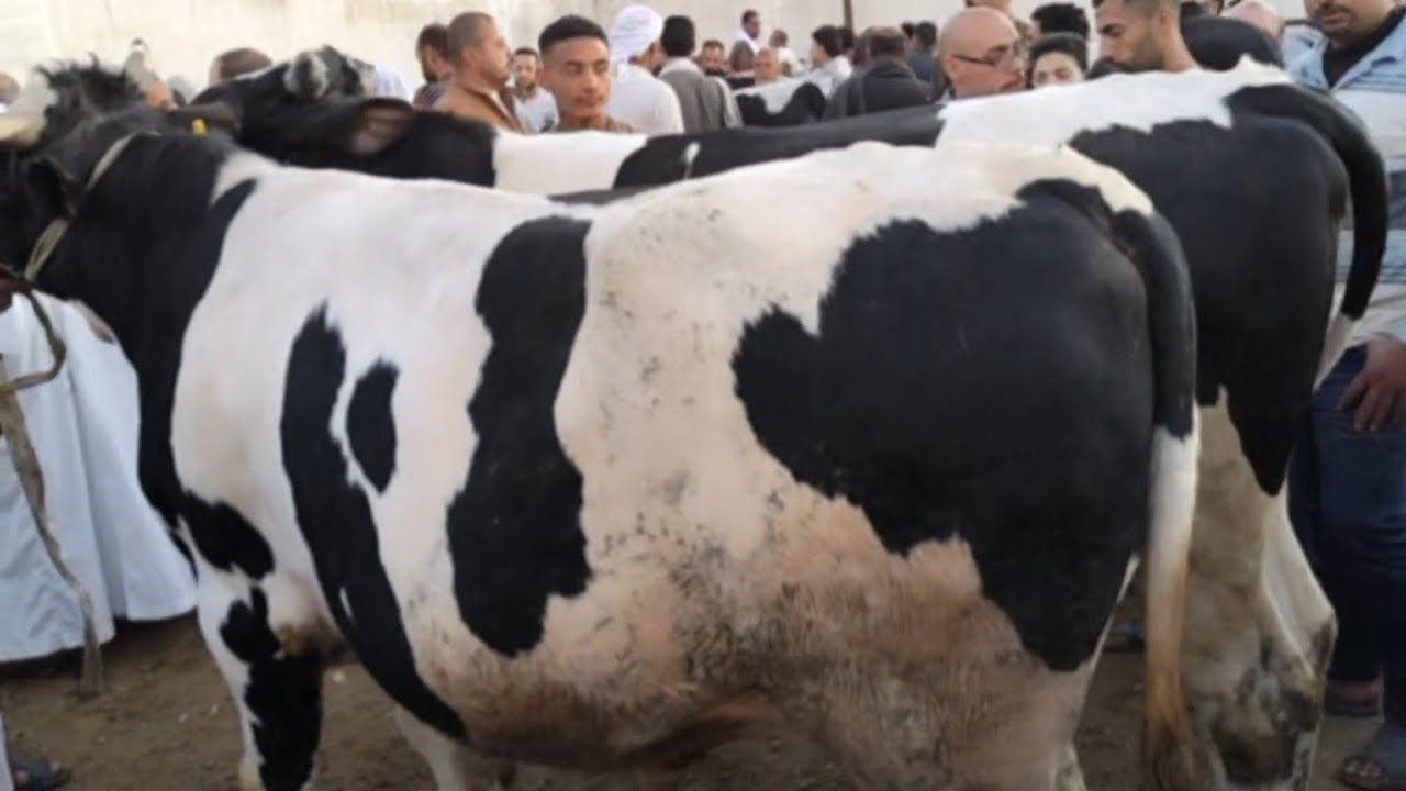 اسعار العجول الذكوره اللحم البقري في سوق دمنهور العمومي للمواشي يوم 11/4/2026