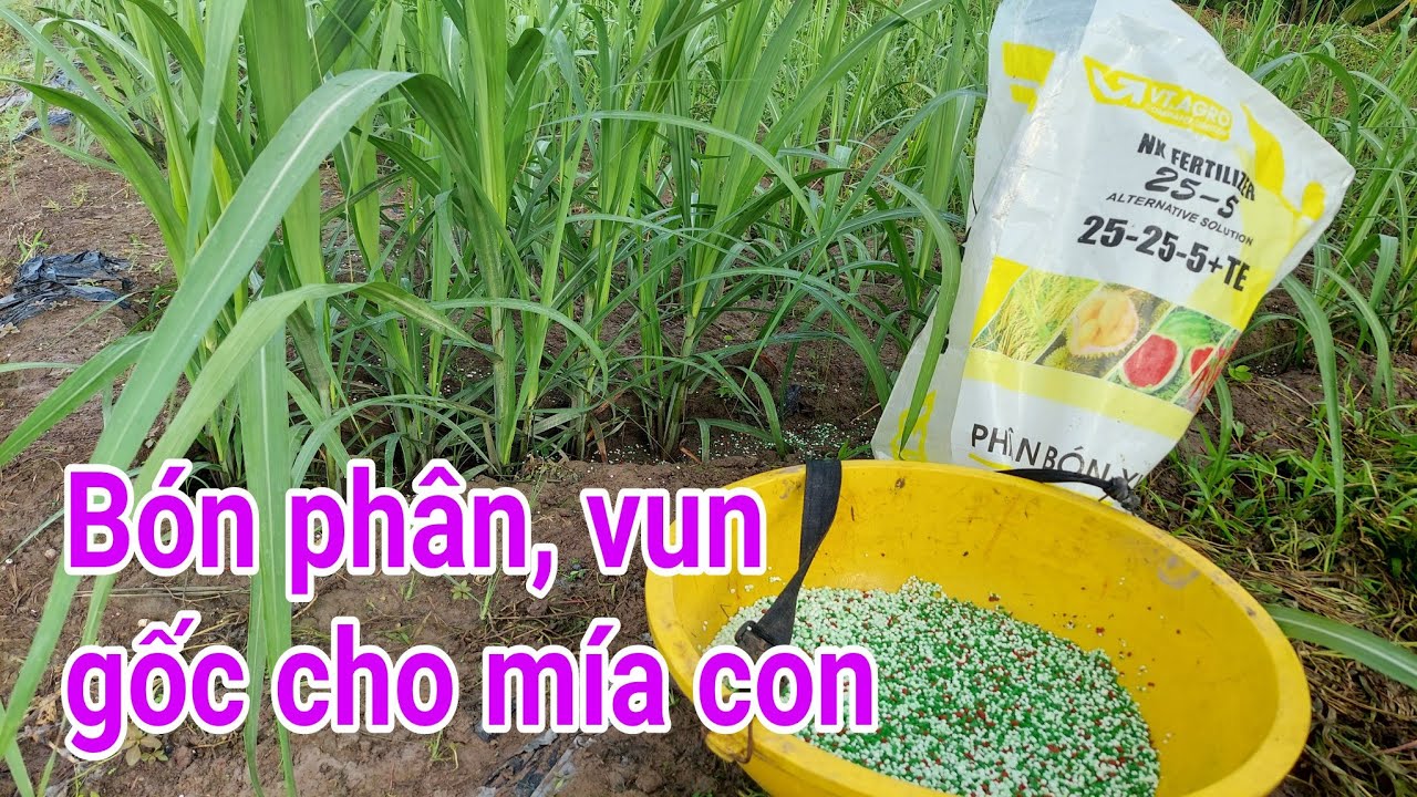 Kỹ thuật trồng mía đường: P7-Bón phân, vô đất cho mía con