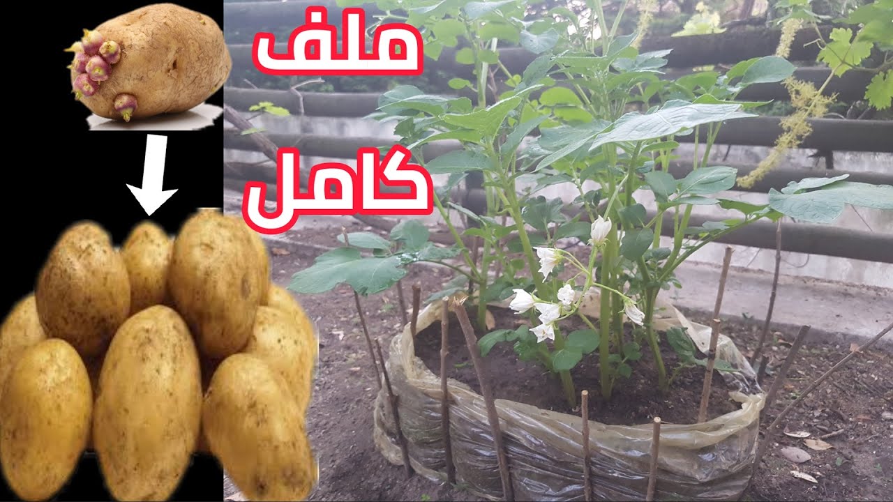 زراعة البطاطس في البيت من ثمرة واحدة من البداية حتى الحصاد