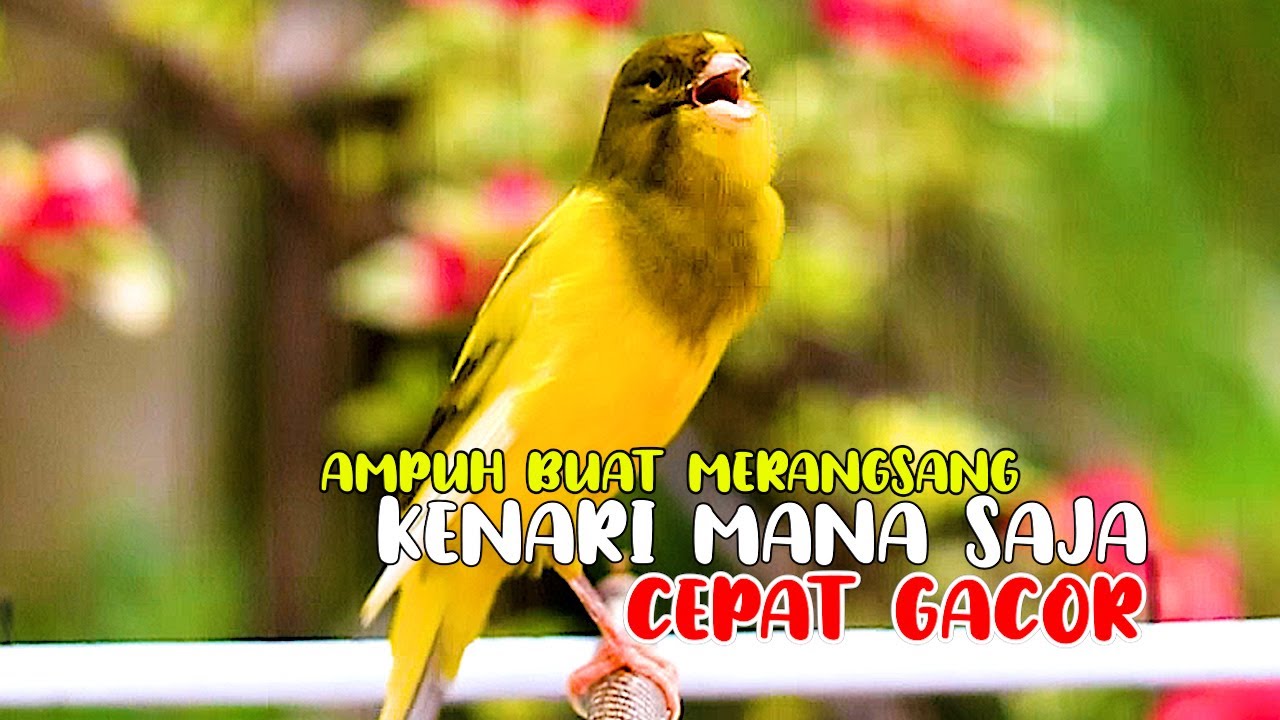 PANCINGAN EFEKTIF, KENARI PAUD, KENARI MUDA, KENARI MACET CEPAT GACOR