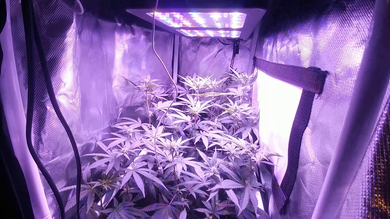 Viparspectra 300w Mars Hydro 300 flower update!! Pre Leaf Strip!