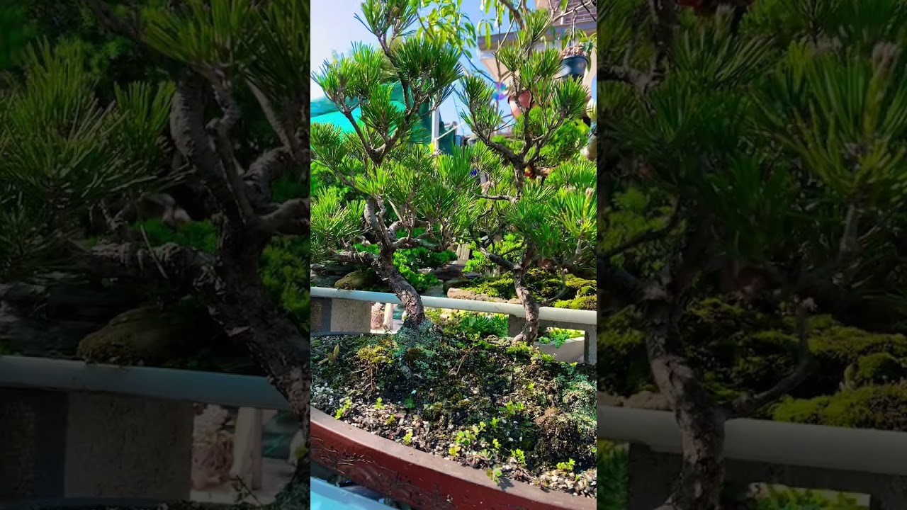 Japanese Black Pine Bonsai ID Species #shorts #plants #bonsai #sydney #diy #blackpine #garden