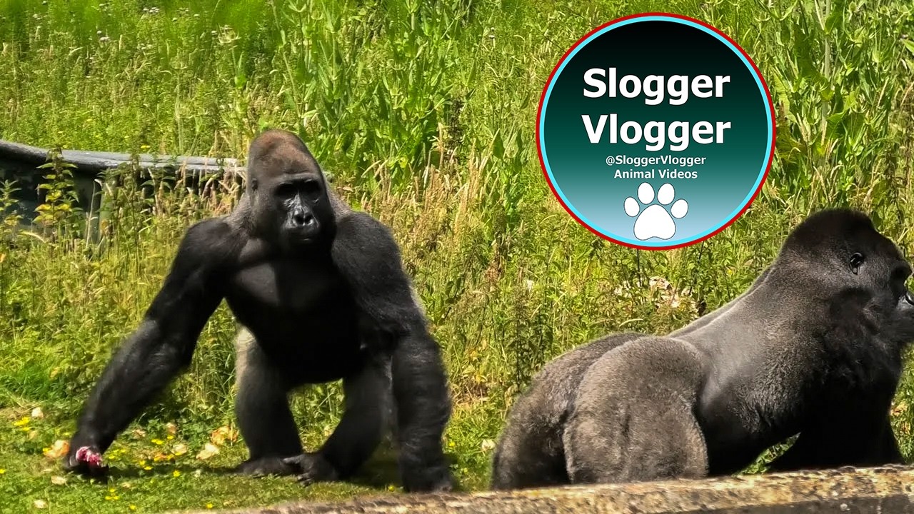 Gorilla Ambam's Neighbours