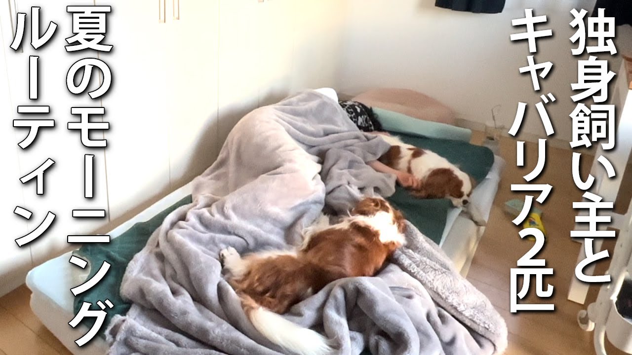 災害レベルの猛暑日のせいで5:00前に起きる独身飼い主とキャバリア２匹【夏のモーニングルーティン】