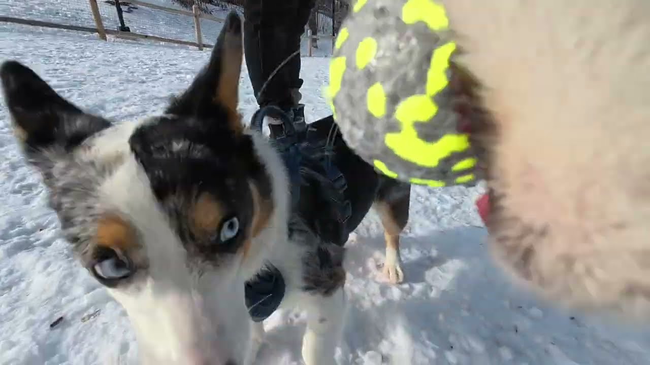 Husky POV Video - Playing at The Dog Park!