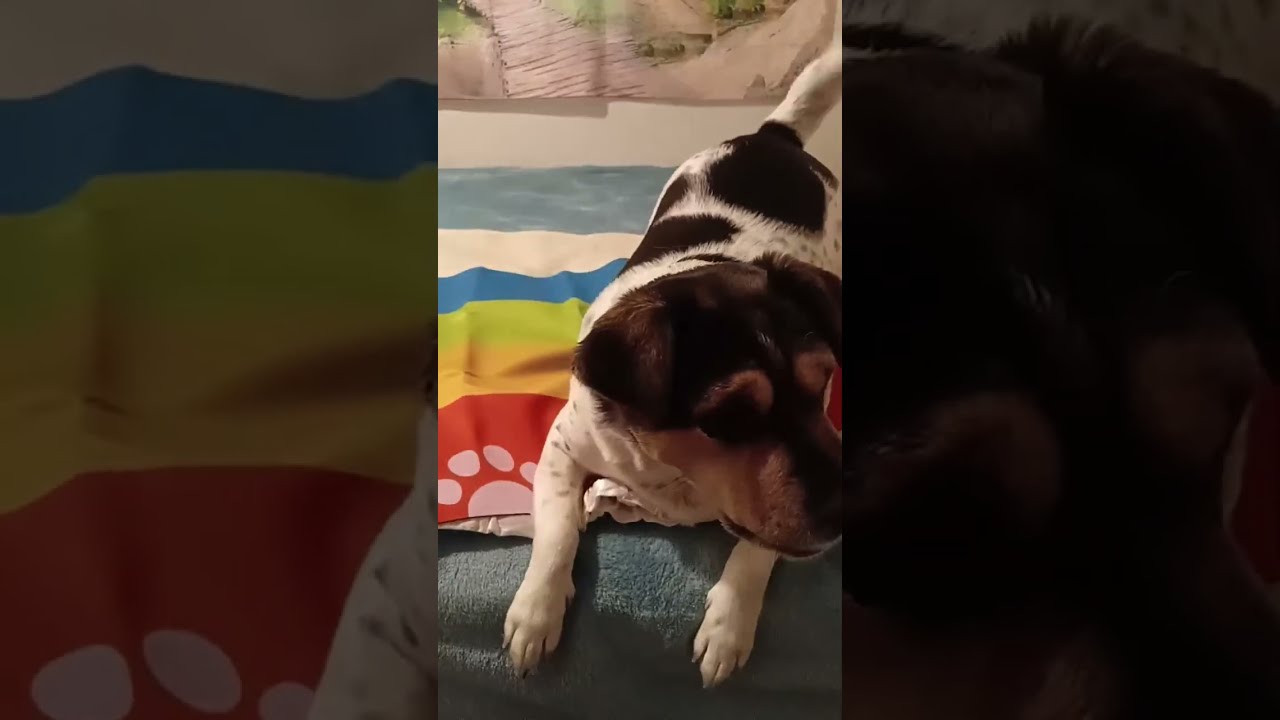 Cheese Tax and Dog Enrichment Games LIVE with Arya