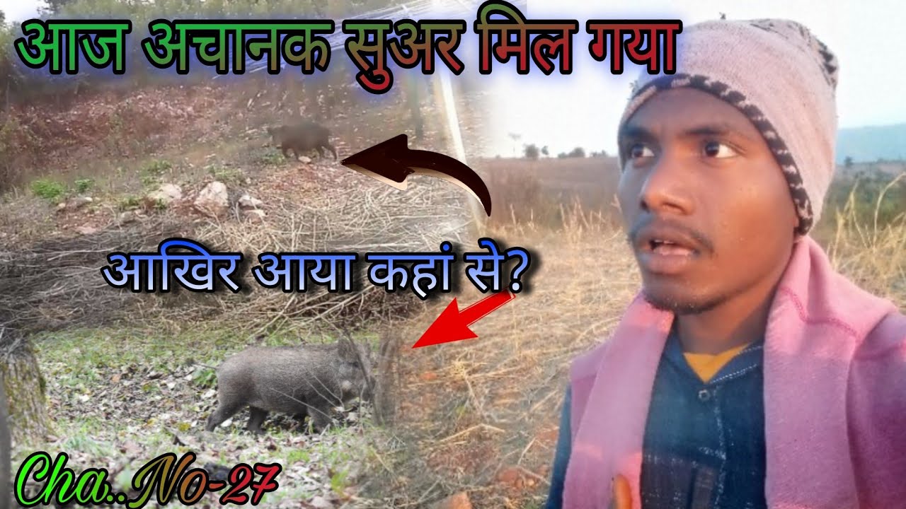 जंगली सुअर/Pork is considered delicacy in the Santal community/Wild pig/Gareeb SD vlog