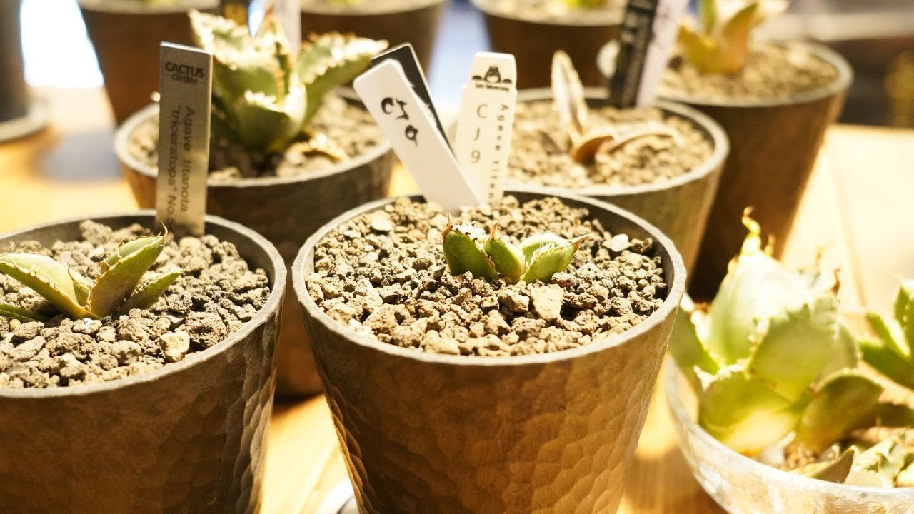 #021 【アガベ】8月に買った植物全部紹介 購入金額